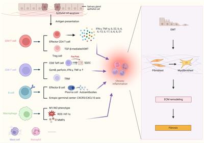 Immune and non-immune mediators in the fibrosis pathogenesis of salivary gland in Sjögren’s syndrome